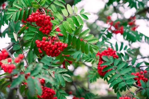 Proces pridobivanja ekstrakta