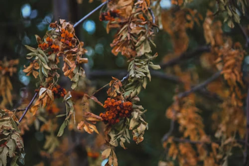 Pehura Glogove kapsule