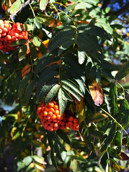 Pehura Glogov ekstrakt